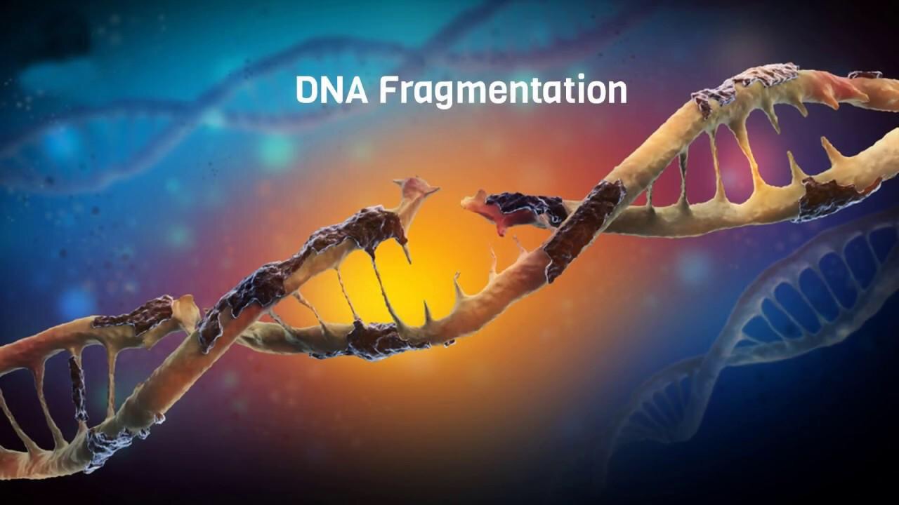 Xét nghiệm phân mảnh DNA tinh trùng trong chẩn đoán vô sinh nam