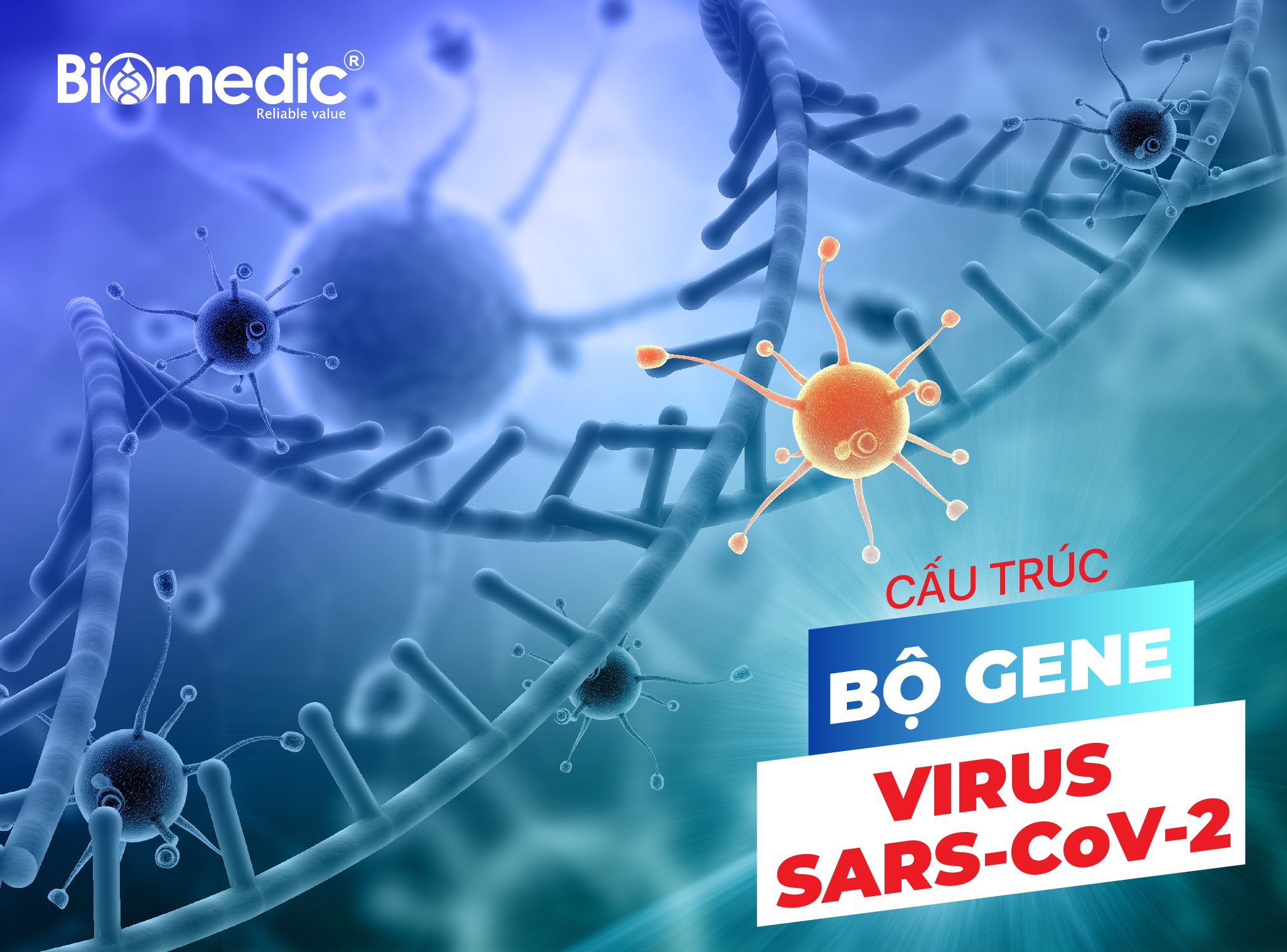 Cấu trúc bộ gen của virus Sar-Cov 2