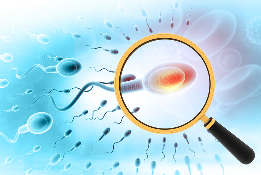 Scientists develop sperm cells from primate stem cells